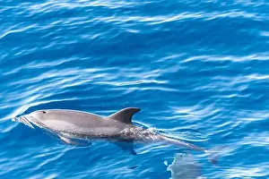Boart Prints: Watching flock of dolfins and whales from touristic boat in deep Atlantic ocean