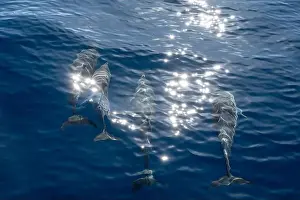 Boart Prints: Watching flock of dolfins and whales from touristic boat in deep Atlantic ocean