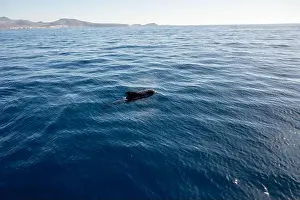 Boart Prints: Watching flock of dolfins and whales from touristic boat in deep Atlantic ocean