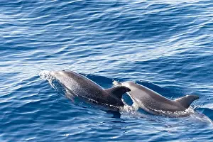 Boart Prints: Watching flock of dolfins and whales from touristic boat in deep Atlantic ocean