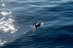Boart Prints: Watching flock of dolfins and whales from touristic boat in deep Atlantic ocean