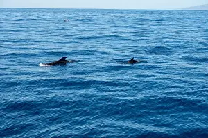 Boart Prints: Watching flock of dolfins and whales from touristic boat in deep Atlantic ocean