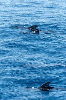 Boart Prints: Watching flock of dolfins and whales from touristic boat in deep Atlantic ocean
