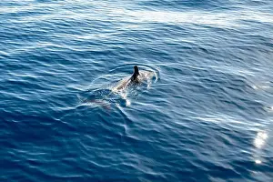 Boart Prints: Watching flock of dolfins and whales from touristic boat in deep Atlantic ocean