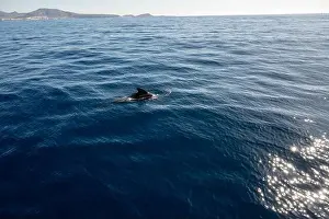 Watching flock of dolfins and whales from touristic boat in deep Atlantic ocean