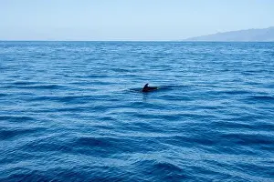 Boart Prints: Watching flock of dolfins and whales from touristic boat in deep Atlantic ocean