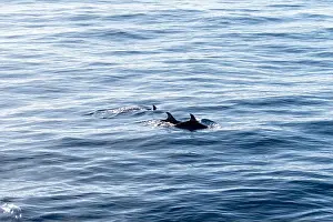 Boart Prints: Watching flock of dolfins and whales from touristic boat in deep Atlantic ocean