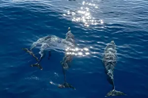 Boart Prints: Watching flock of dolfins and whales from touristic boat in deep Atlantic ocean