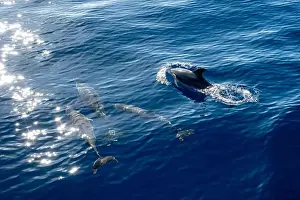 Boart Prints: Watching flock of dolfins and whales from touristic boat in deep Atlantic ocean
