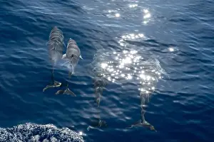 Boart Prints: Watching flock of dolfins and whales from touristic boat in deep Atlantic ocean