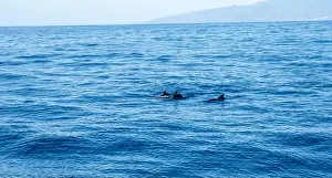 Boart Prints: Watching flock of dolfins and whales from touristic boat in deep Atlantic ocean