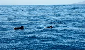 Boart Prints: Watching flock of dolfins and whales from touristic boat in deep Atlantic ocean