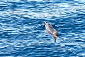 Boart Prints: Watching flock of dolfins and whales from touristic boat in deep Atlantic ocean