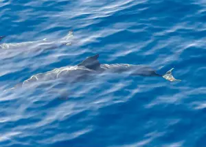 Boart Prints: Watching flock of dolfins and whales from touristic boat in deep Atlantic ocean