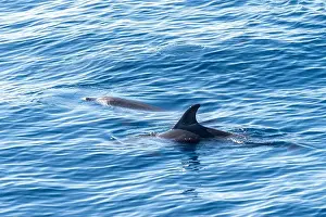 Boart Prints: Watching flock of dolfins and whales from touristic boat in deep Atlantic ocean