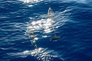 Boart Prints: Watching flock of dolfins and whales from touristic boat in deep Atlantic ocean