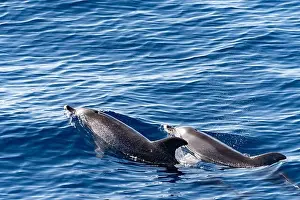 Boart Prints: Watching flock of dolfins and whales from touristic boat in deep Atlantic ocean
