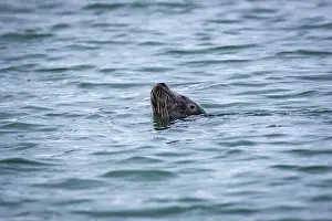 Groenlandsee Prints: watching a seal in the Hamiltionbukta in Svalbard, Norway