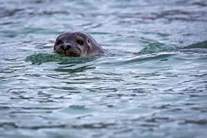 Groenlandsee Prints: watching a seal in the Hamiltionbukta in Svalbard, Norway
