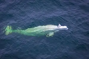Ocean Albatros Prints: watching a white Beluga Whale in the Arctic on Svalbard, Norway