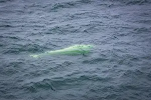 Ocean Albatros Prints: watching a white Beluga Whale in the Arctic on Svalbard, Norway