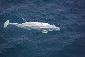Spitzbergen Prints: watching a white Beluga Whale in the Arctic on Svalbard, Norway