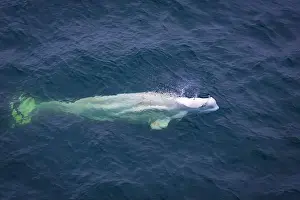 Spitzbergen Prints: watching a white Beluga Whale in the Arctic on Svalbard, Norway