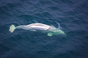 Spitzbergen Prints: watching a white Beluga Whale in the Arctic on Svalbard, Norway