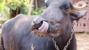 Bovine Prints: Water buffalo seated in farm, face close up. Black indian water buffalo