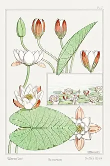 Water Lilies. Botanical art illustrated by Maurice Pillard Verneuil (1896)