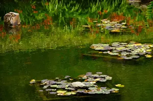 Lilies Prints: Water Lilies in Japanese Garden, San Francisco