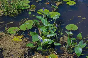 Mississippi River Prints: Water Lilies and Pickerelweed in a Wetland in a Mississippi River Bayou in Trempealeau National Wildlife Refuge