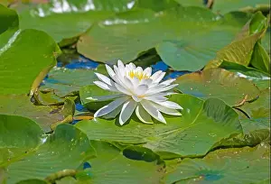 Ecotravel Prints: Water Lily Bursting Through the Lily Pads in the Trempealeau National Wildlife Refuge in Wisconsin