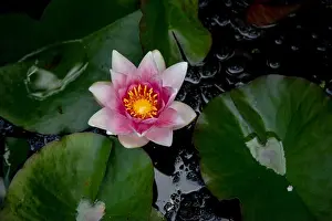 Water Lily Flower