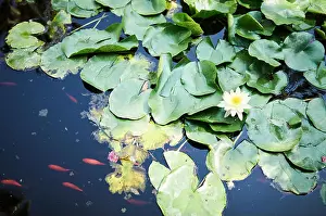 Carp Prints: Water lily pads and koi carp within the botanical gardens of Jardin Majorelle