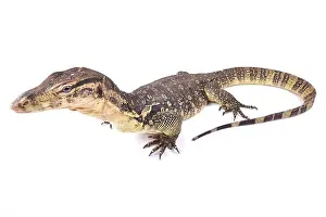 Water Monitor Prints: The water monitor (Varanus salvator) is a large lizard native to South and Southeast Asia