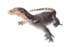 The water monitor (Varanus salvator) is a large lizard native to South and Southeast Asia