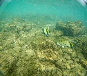 Submerge Prints: Under water at Poipu beach in Kauai, Hawaii, USA