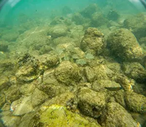 Submerge Prints: Under water at Poipu beach in Kauai, Hawaii, USA