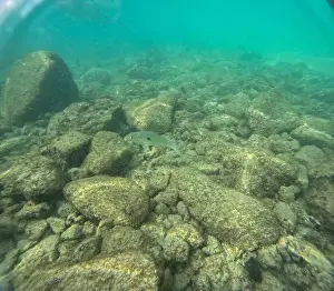 Submerge Prints: Under water at Poipu beach in Kauai, Hawaii, USA