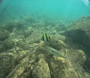 Submerge Prints: Under water at Poipu beach in Kauai, Hawaii, USA