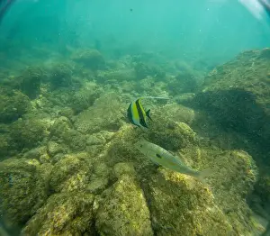 Submerge Prints: Under water at Poipu beach in Kauai, Hawaii, USA