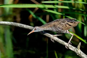 Wild Bird Prints: Water Rail