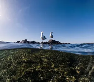 Aquatic Environment Prints: Above and below water shot of two seagulls standing on coastal rocks