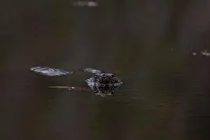 Constrictor Prints: Water turtle swimming with prey in the water