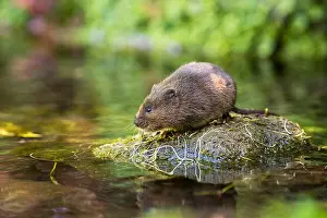 Stone Stream Prints: Water vole (Arvicola terrestris) on a stone in mid-stream