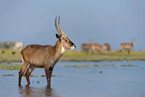 Bovidae Prints: Waterbuck at Lake Naivasha, Kenya