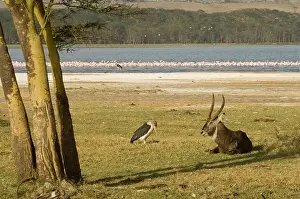 Waterbuck laying down with Marabou stork nearby-Lake Nakuru in background
