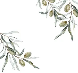 Drupe Prints: Watercolor banner with green and black olive leaves branches