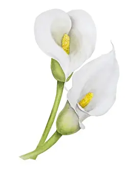 Mortuary Prints: Watercolor clipart of white calla lily flowers